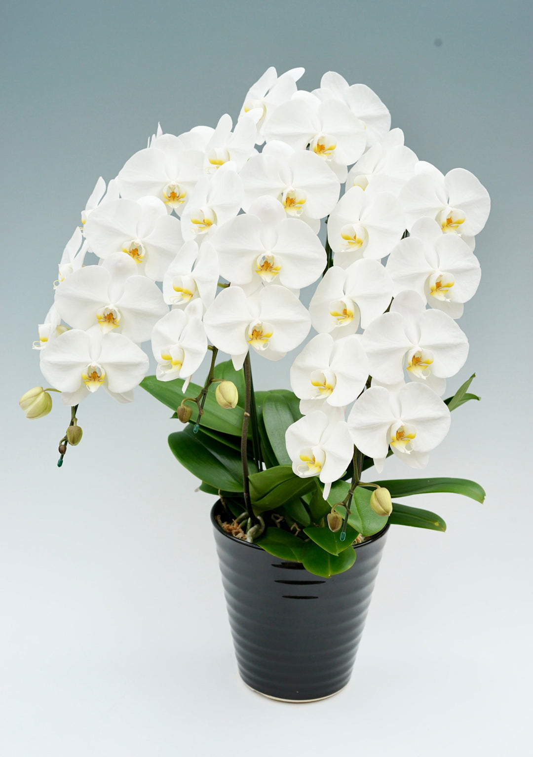 周年祝いに贈る胡蝶蘭