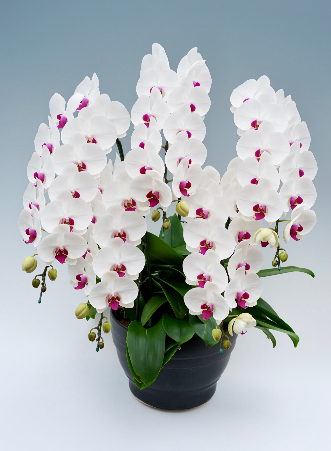 5万円台の胡蝶蘭