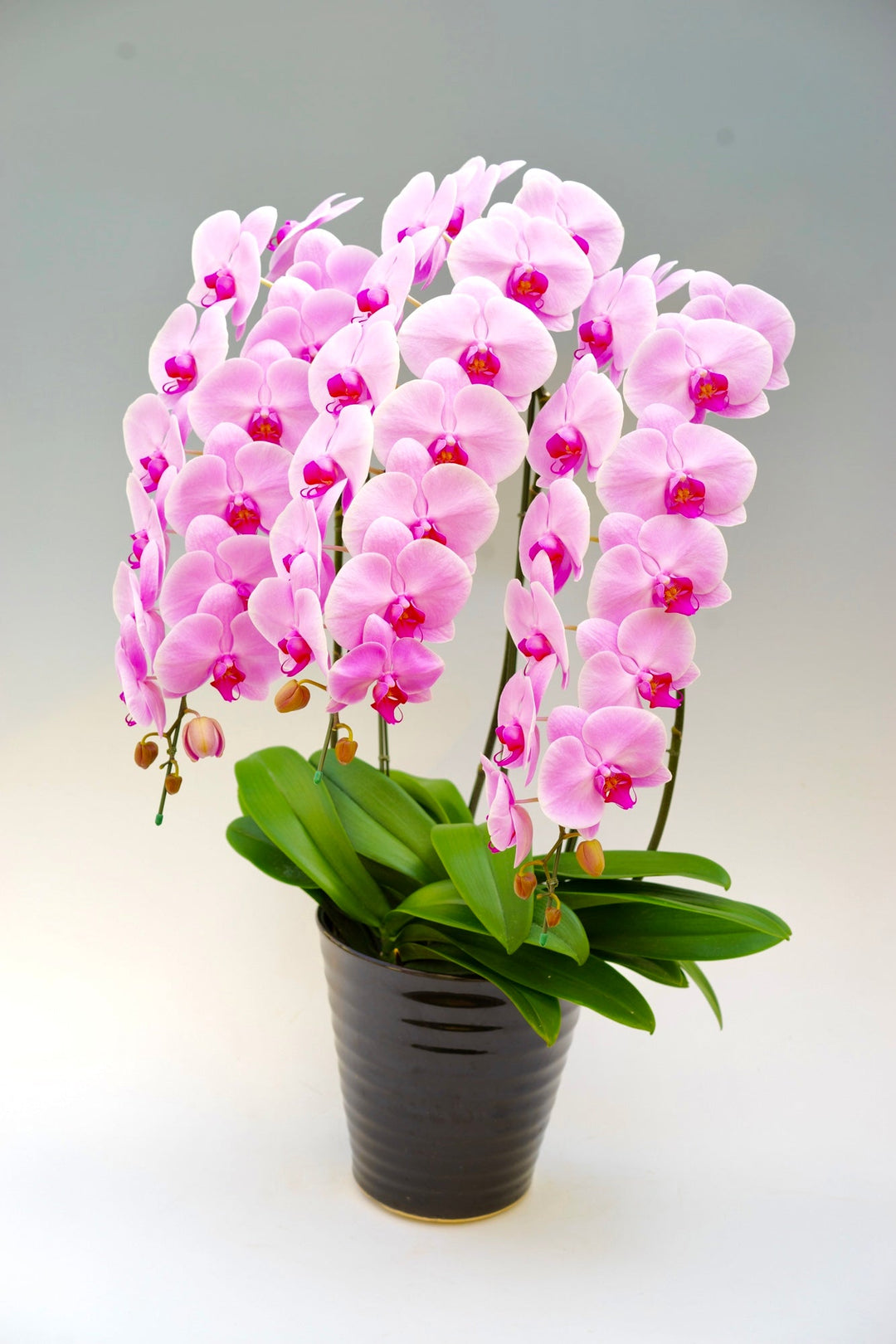 ピンク色の胡蝶蘭