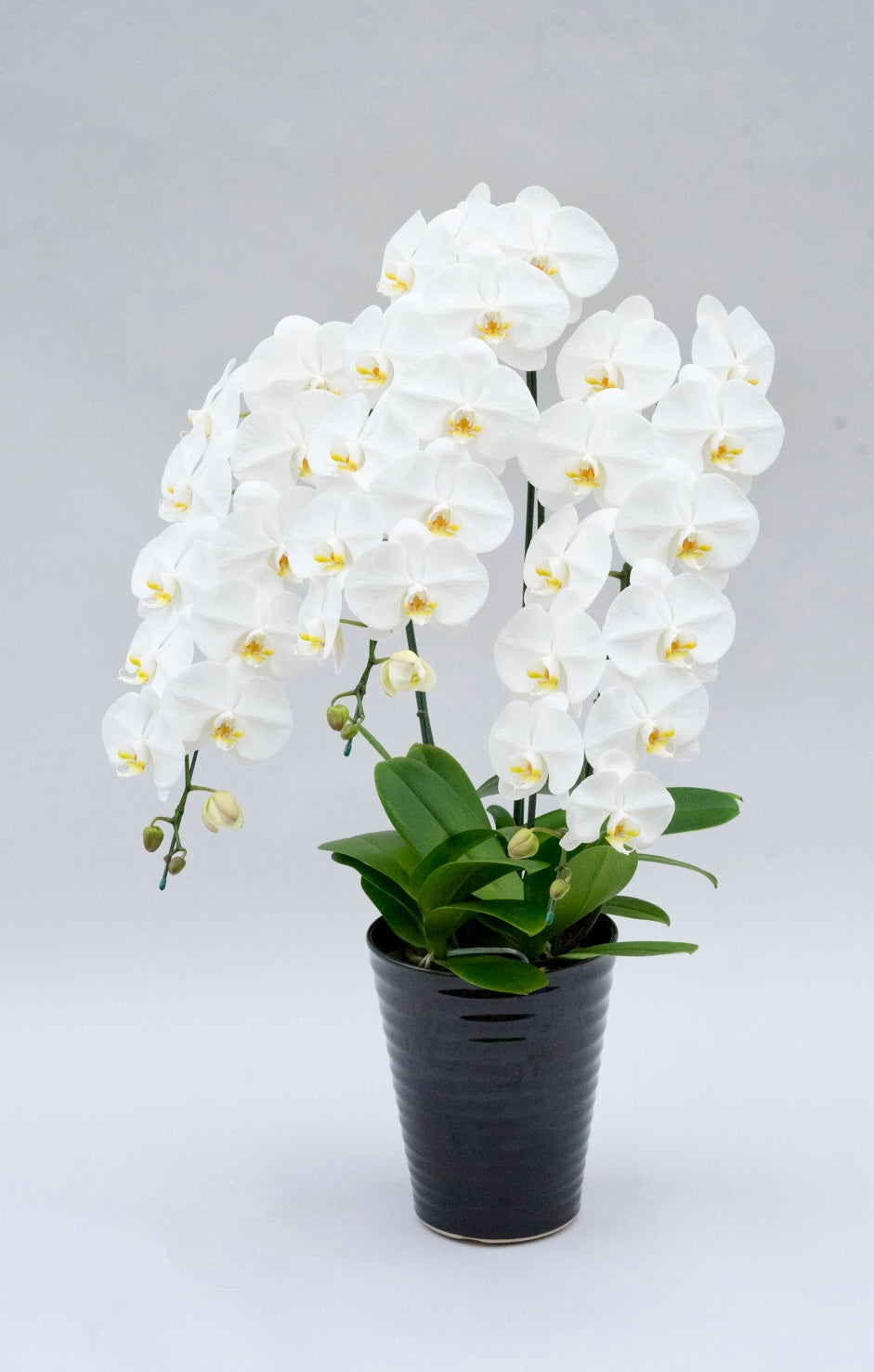 上場祝いに贈る胡蝶蘭