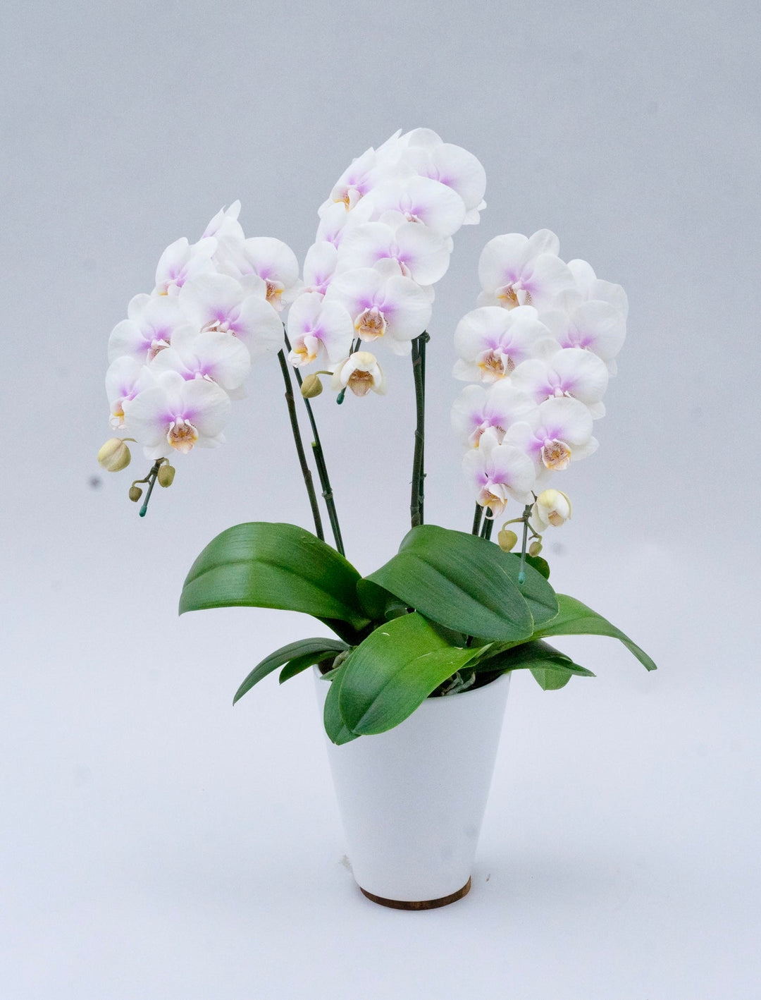 母の日に贈る胡蝶蘭