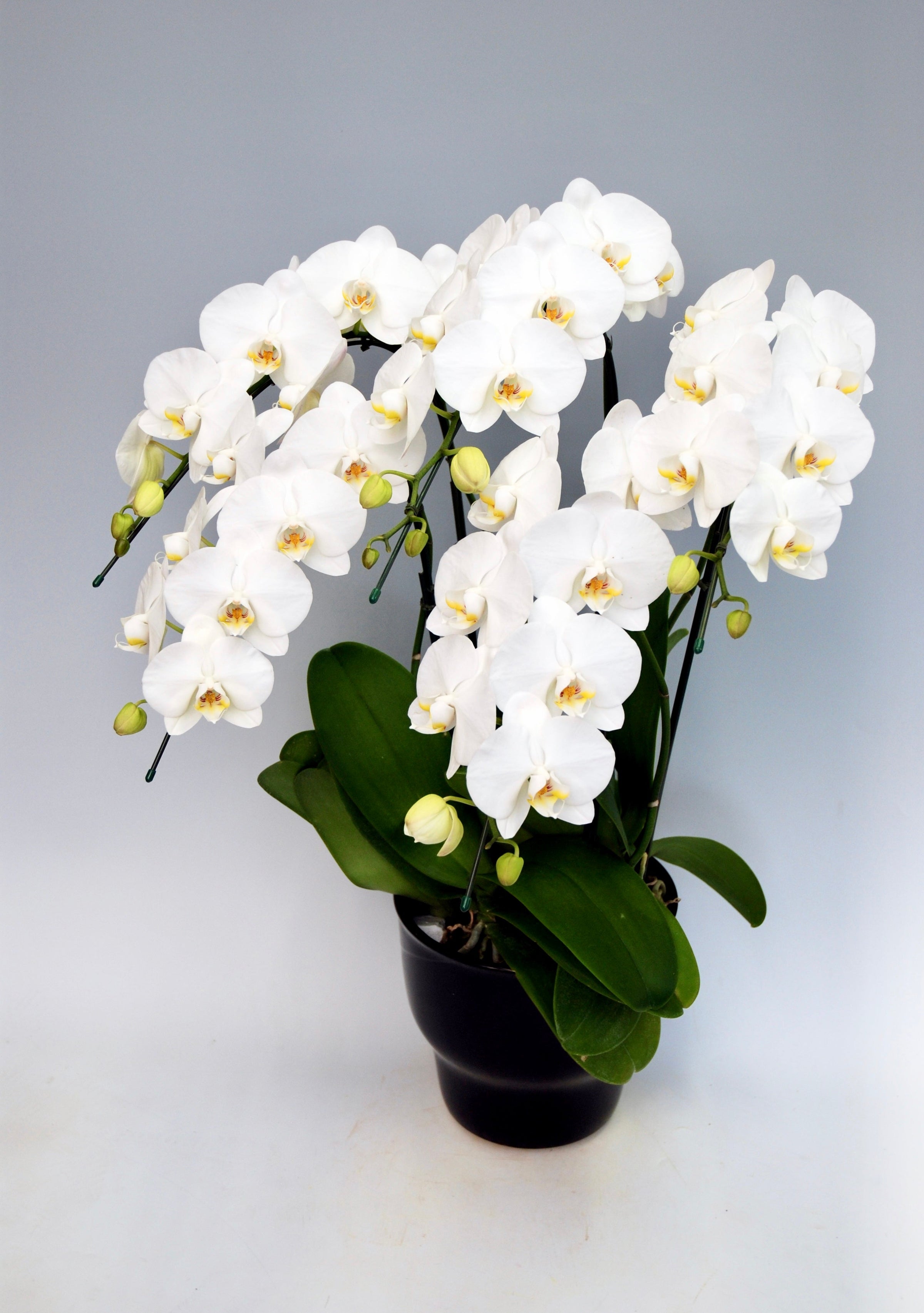 叙勲・褒章祝いに贈る胡蝶蘭