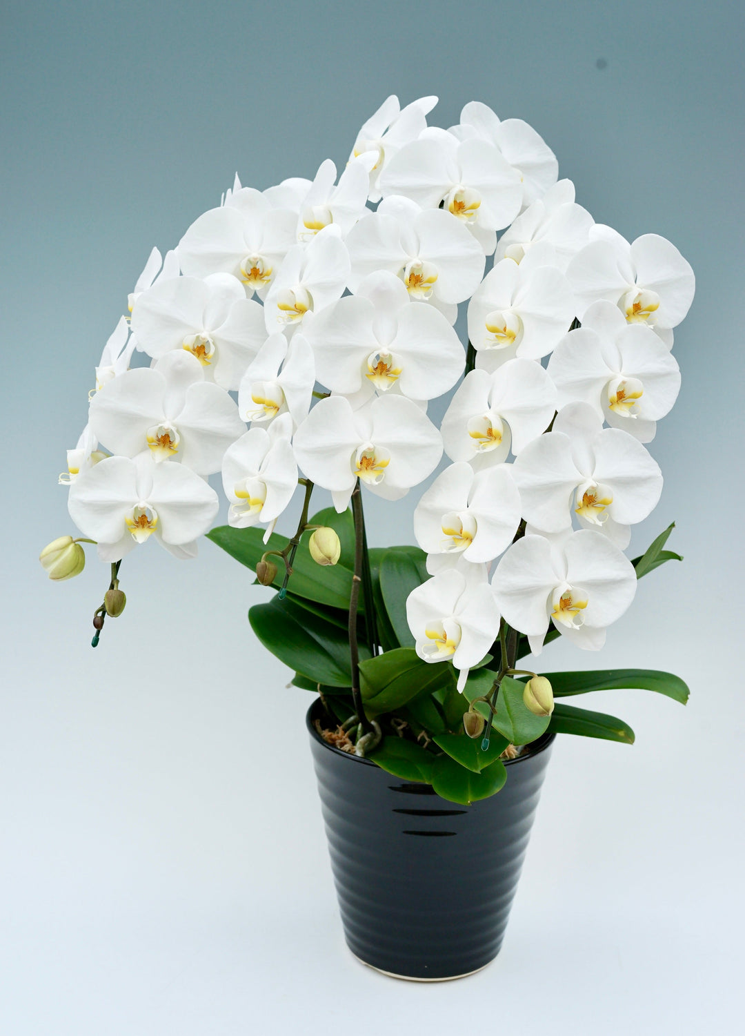 四十九日に贈る胡蝶蘭