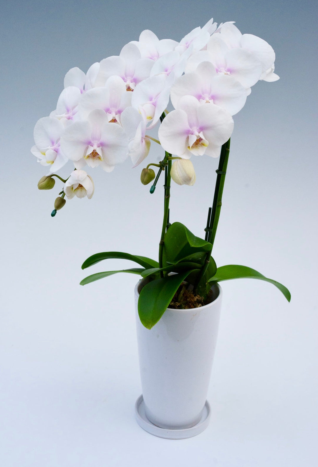 誕生日に贈る胡蝶蘭