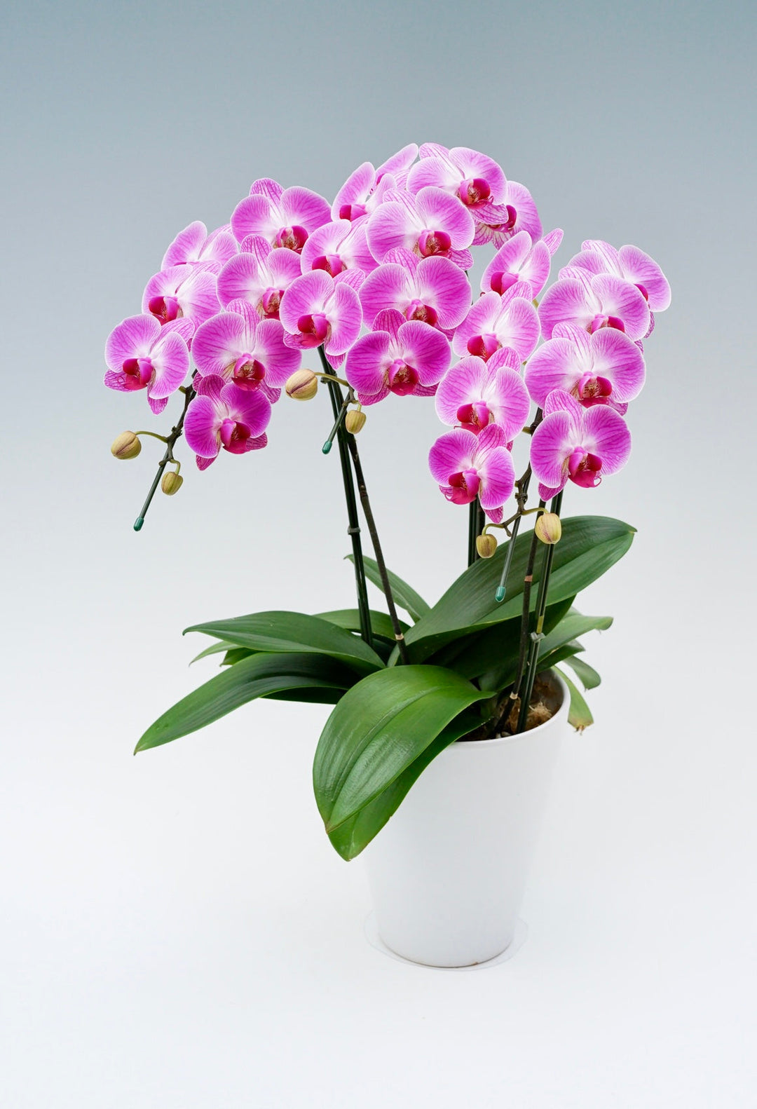 結婚祝いに贈る胡蝶蘭