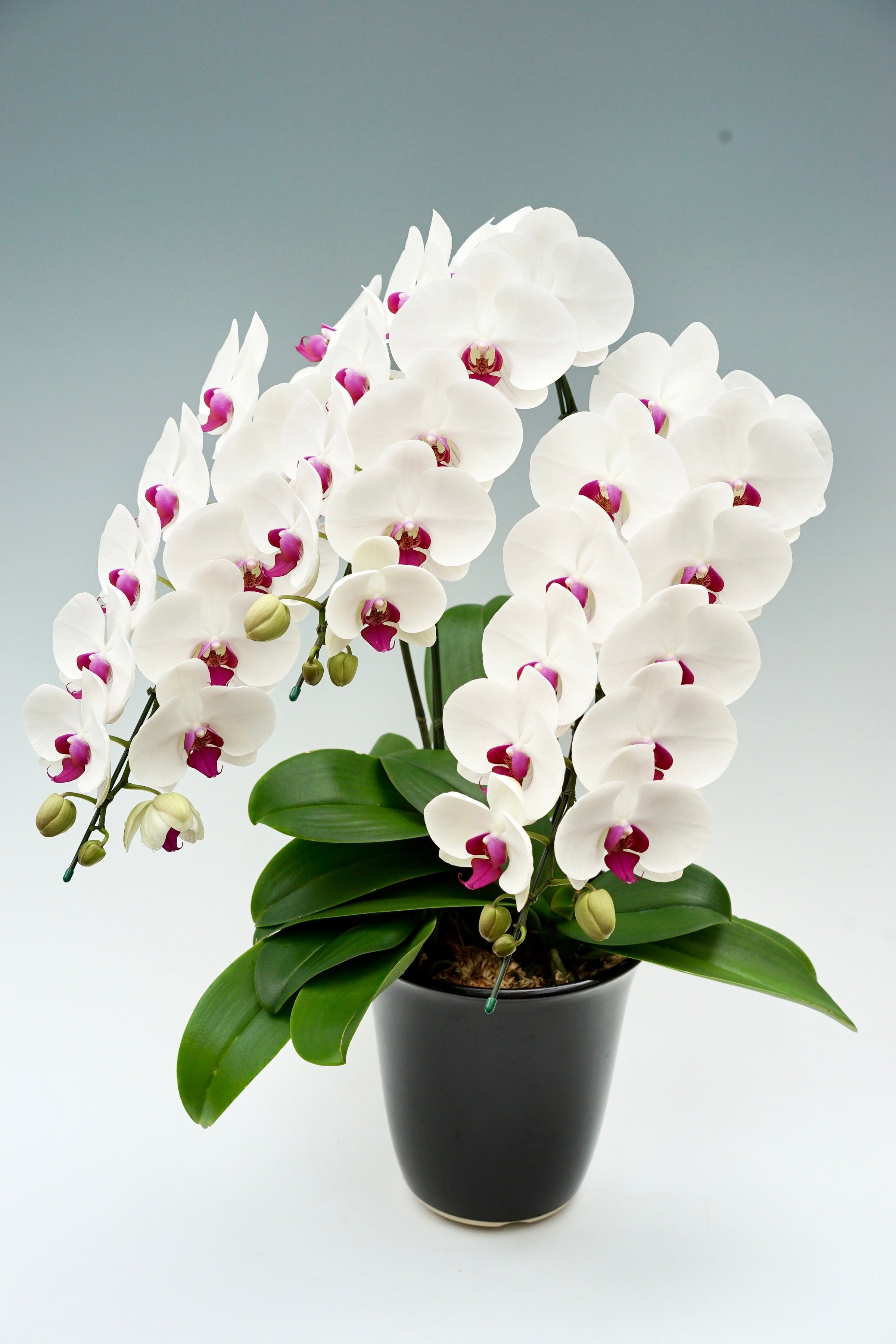 3万円台の胡蝶蘭