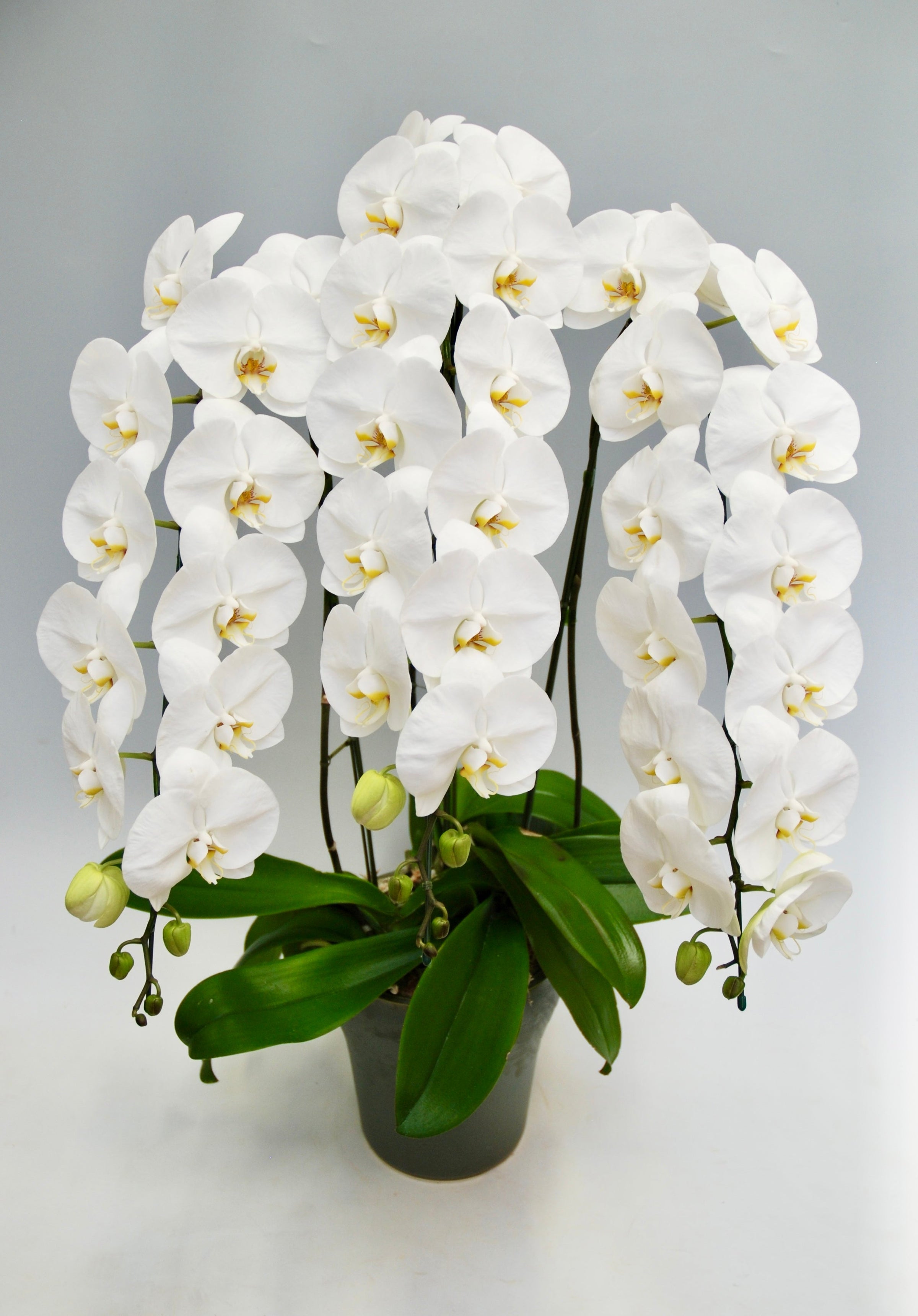 移転祝いに贈る胡蝶蘭