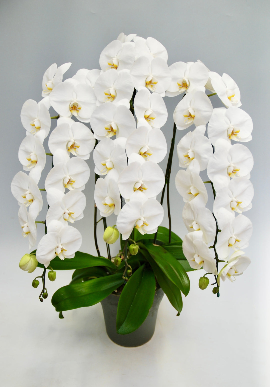 社長就任祝いに贈る胡蝶蘭