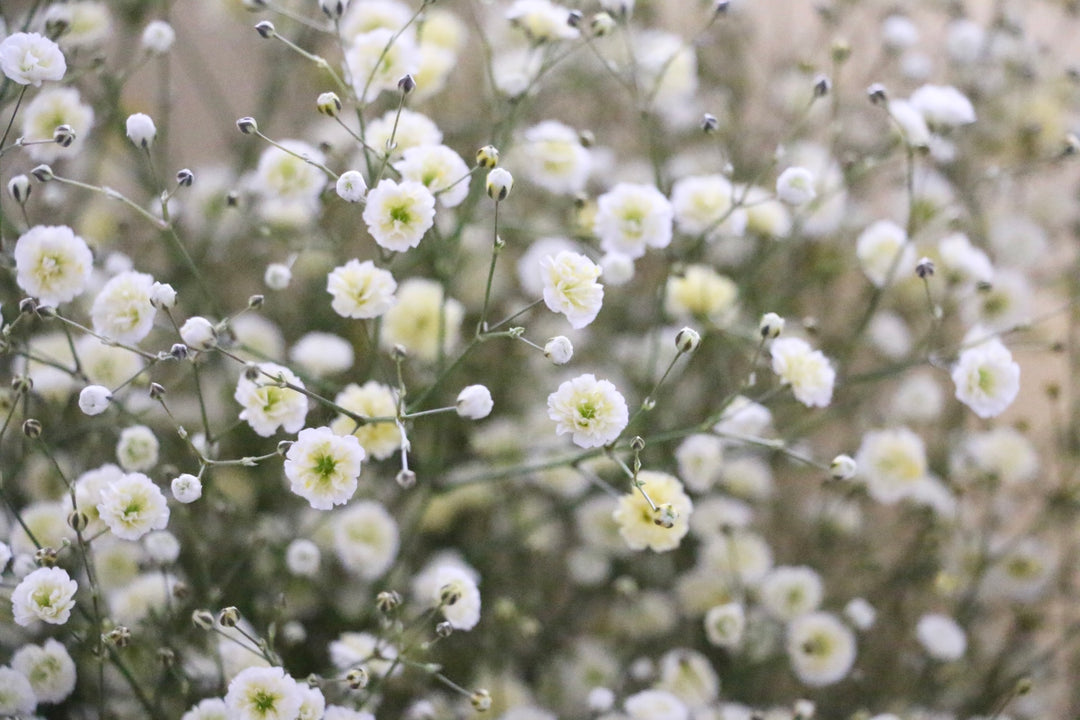黄色のカスミソウ（かすみ草）の花束 10,000円 2Lサイズ