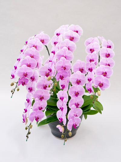 胡蝶蘭 大輪 ピンク 5本立ち 55～65輪前後