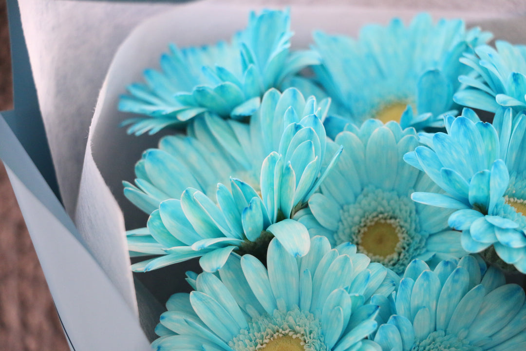 水色のガーベラの花束（8本）-あなたの思いやりに感謝します