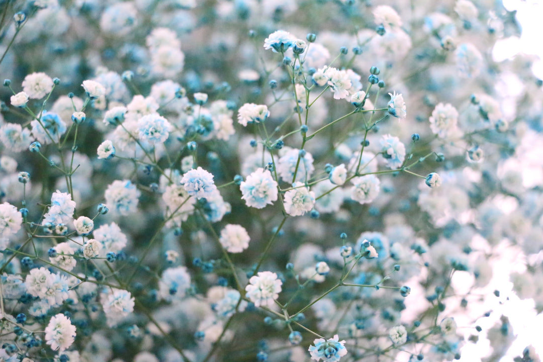 水色のカスミソウ（かすみ草）の花束 8,000円