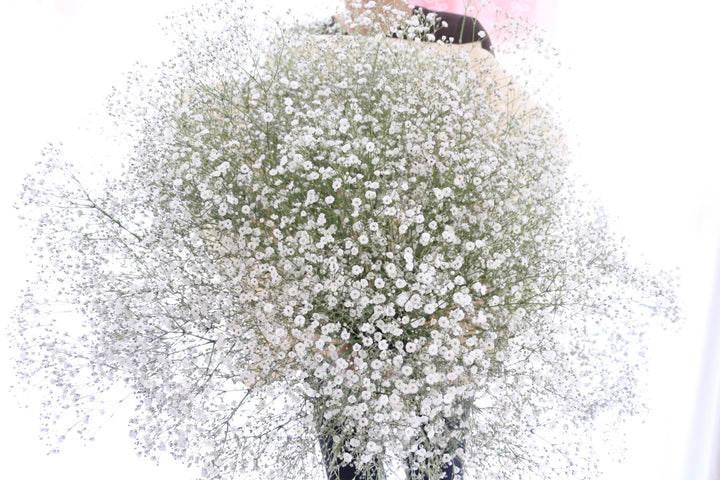 カスミソウの花束（20本）