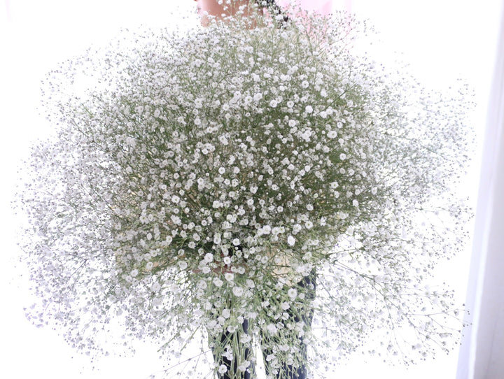 カスミソウの花束（25本）