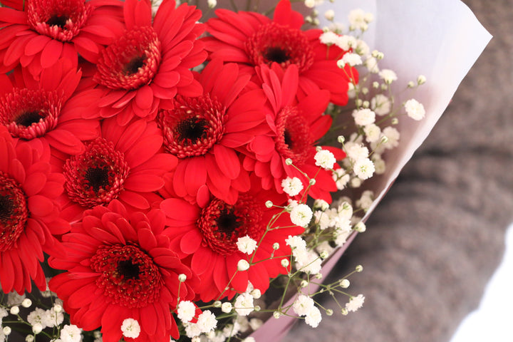 赤色のガーベラ（10本）とカスミソウの花束