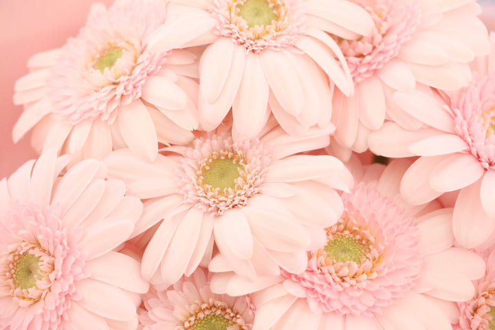 ピンク色のガーベラの花束（9本）-いつまでも一緒にいてください