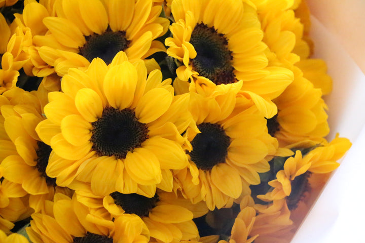 ひまわりの花束（50本）-永遠