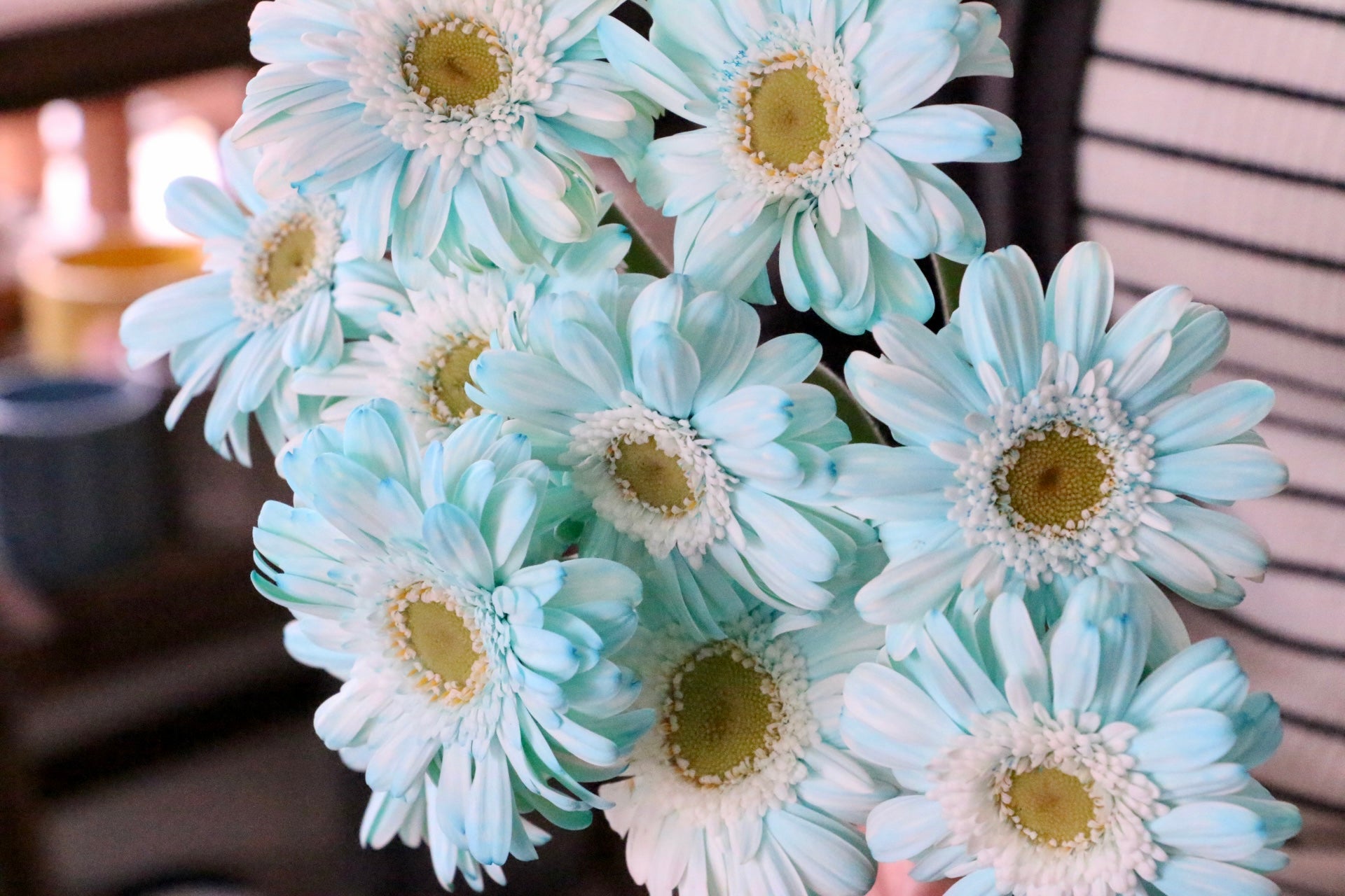 ガーベラ　10本セット ガーベラの花束 10本 - ミックス - | お花の通販AND PLANTS