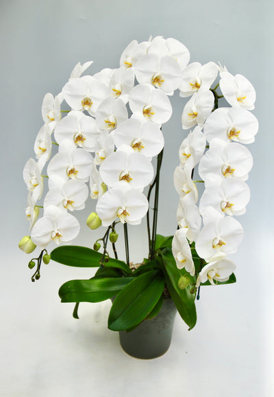 胡蝶蘭 大輪 3本立ち 40～47輪前後 白
