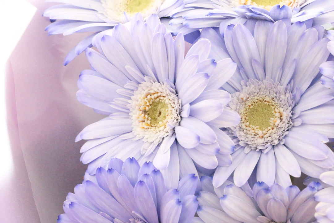 紫色のガーベラの花束（9本）-いつまでも一緒にいてください
