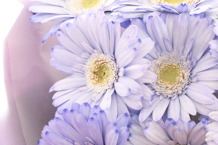 紫色のガーベラの花束（9本）-いつまでも一緒にいてください