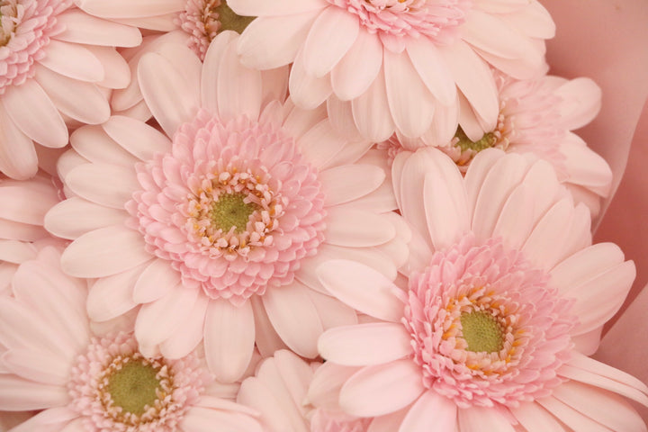 ピンク色のガーベラの花束（13本）-永遠の友情