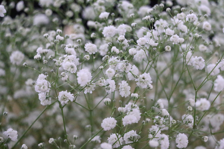 カスミソウ（かすみ草）の花束 6,000円