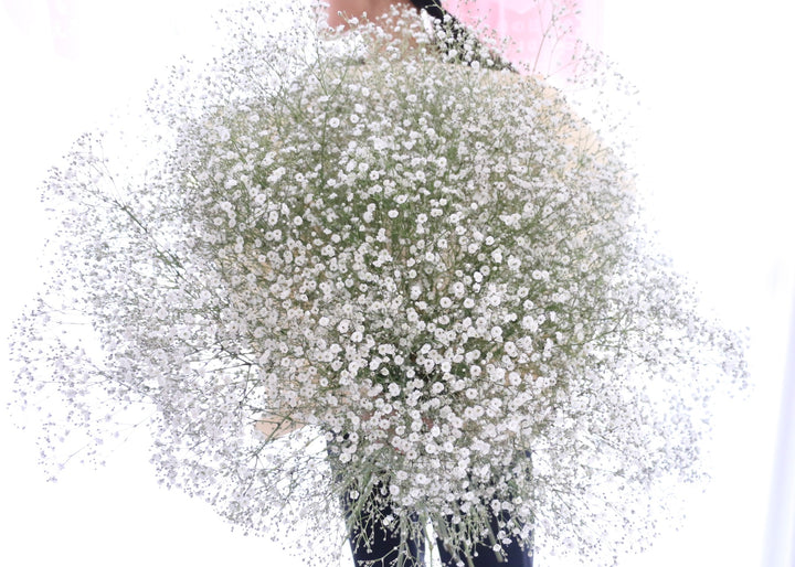 カスミソウの花束（20本）