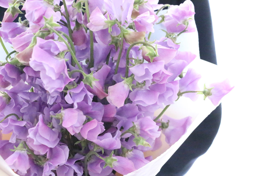 紫色のスイートピーの花束（40本）