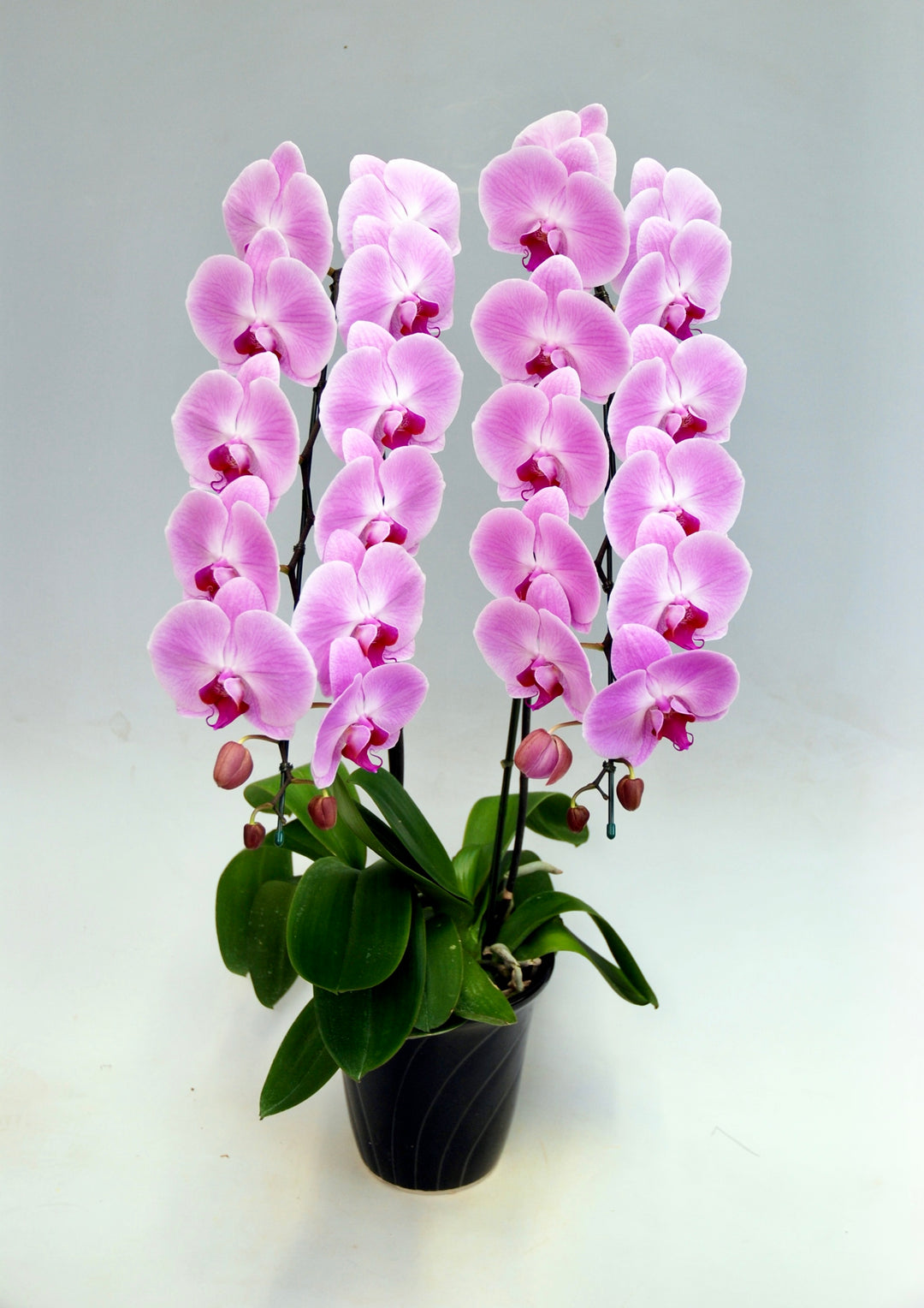 胡蝶蘭 大輪 ピンク 2本立ち 25～30輪前後