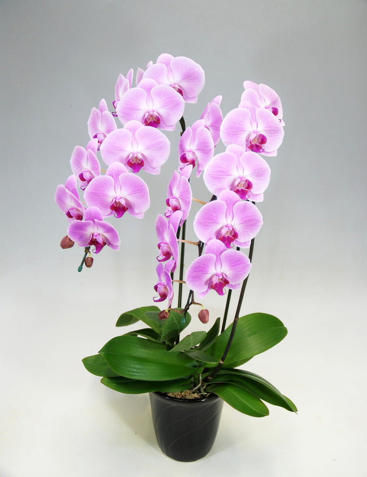 胡蝶蘭 大輪 ピンク 2本立ち 22～27輪前後