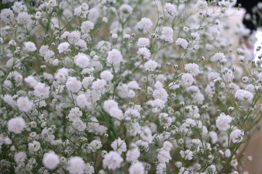 カスミソウ（かすみ草）の花束 8,000円