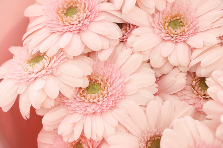 ピンク色のガーベラの花束（14本）-誇りに思います