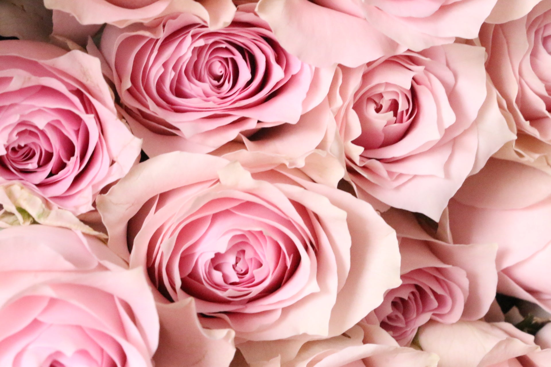 ピンク色バラの花束（20本）-真心あるのみ – 花・花束の通販サイト