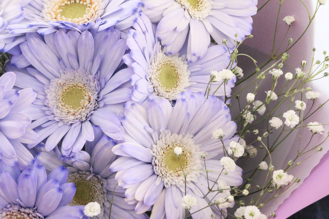 紫色のガーベラ（9本）とカスミソウの花束-いつまでも一緒にいてください
