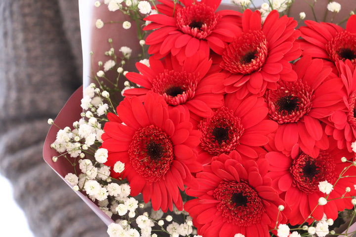 赤色のガーベラ（10本）とカスミソウの花束