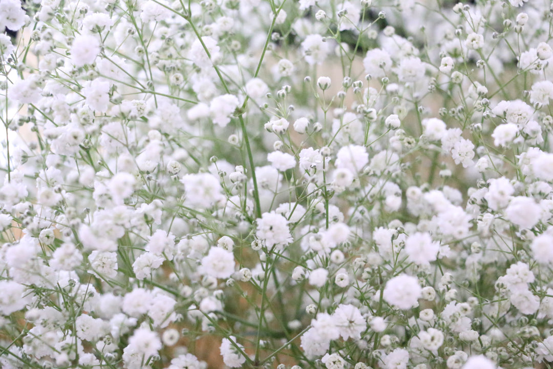 カスミソウ（かすみ草）の花束 8,000円