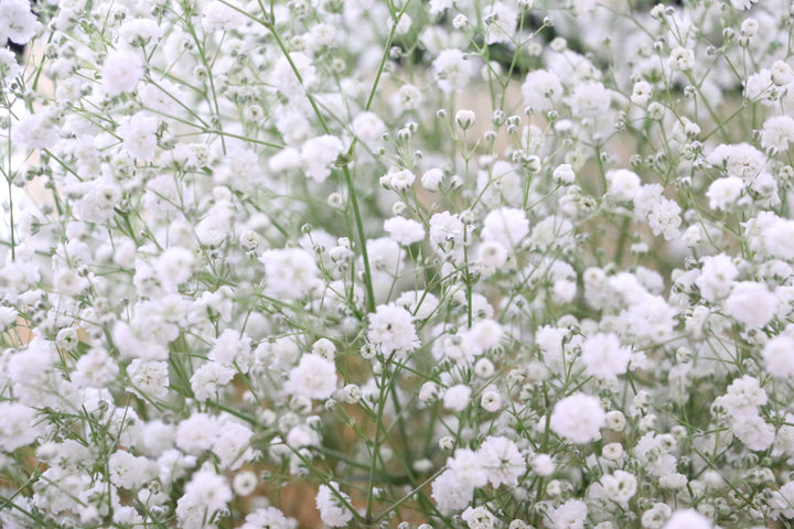カスミソウ（かすみ草）の花束 8,000円