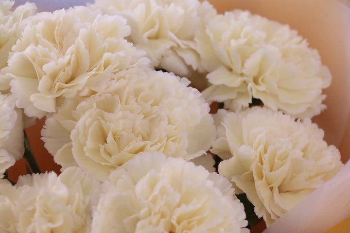 淡い黄色のカーネーションの花束（8本）-あなたの思いやりに感謝します