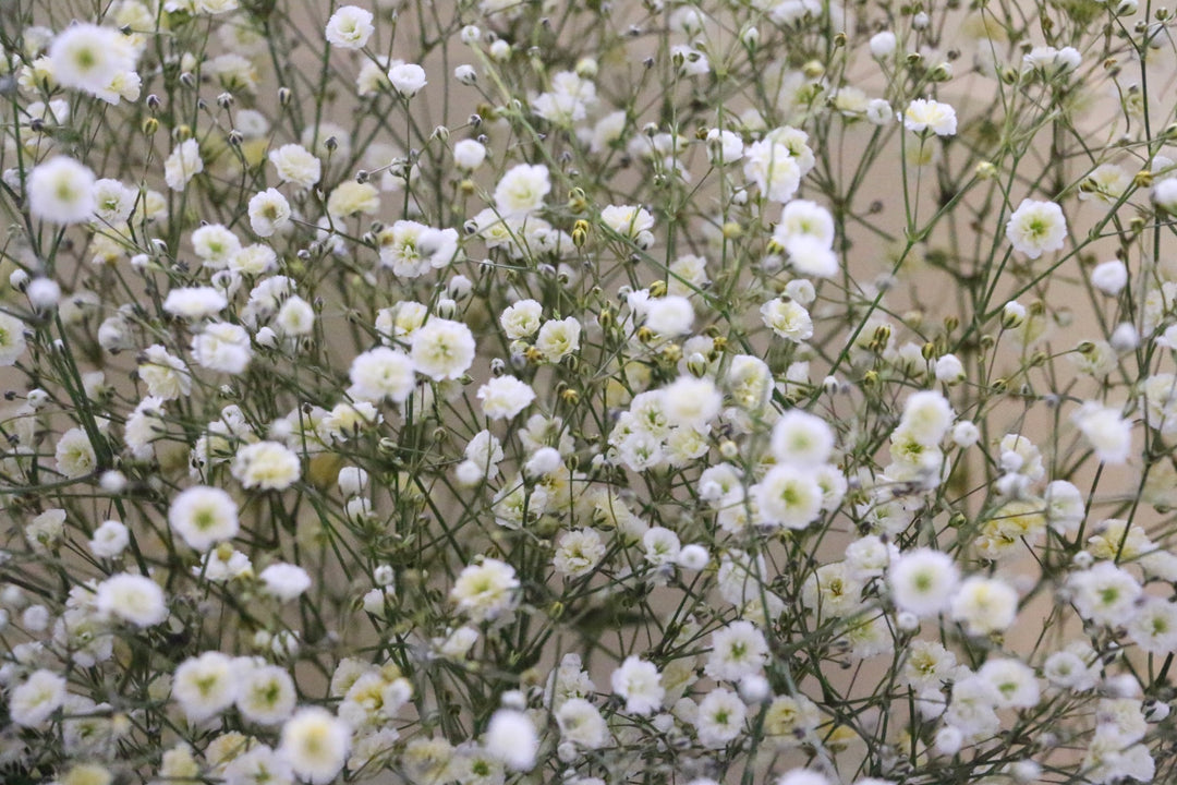黄色のカスミソウ（かすみ草）の花束 5,000円 Mサイズ