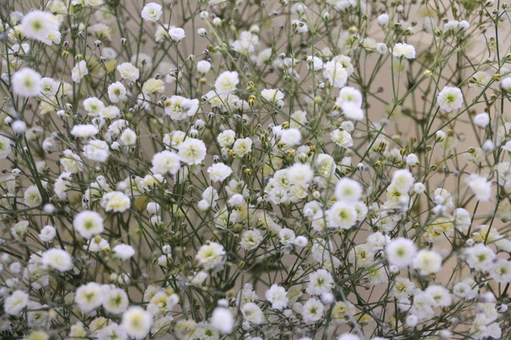 黄色のカスミソウ（かすみ草）の花束 5,000円 Mサイズ