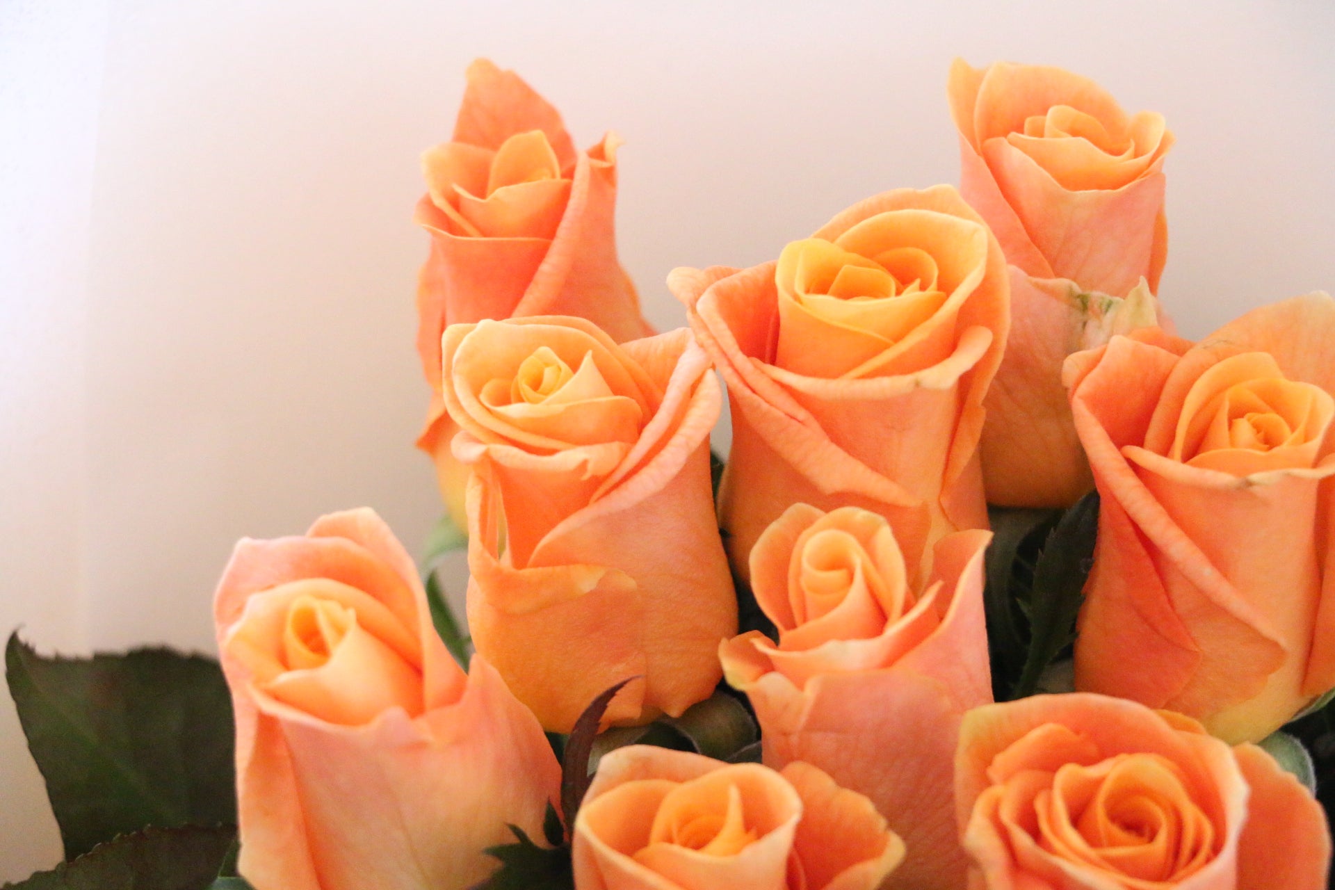 オレンジ色バラの花束（9本）-いつまでも一緒にいてください – 花