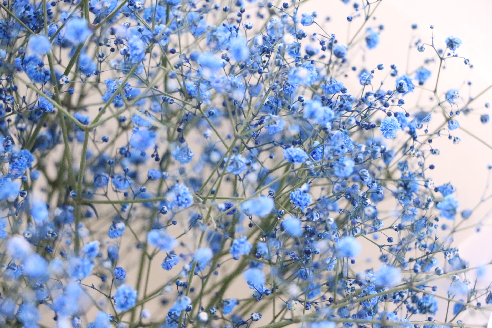 青のカスミソウ（かすみ草）の花束 5,000円 – 花・花束の通販サイト