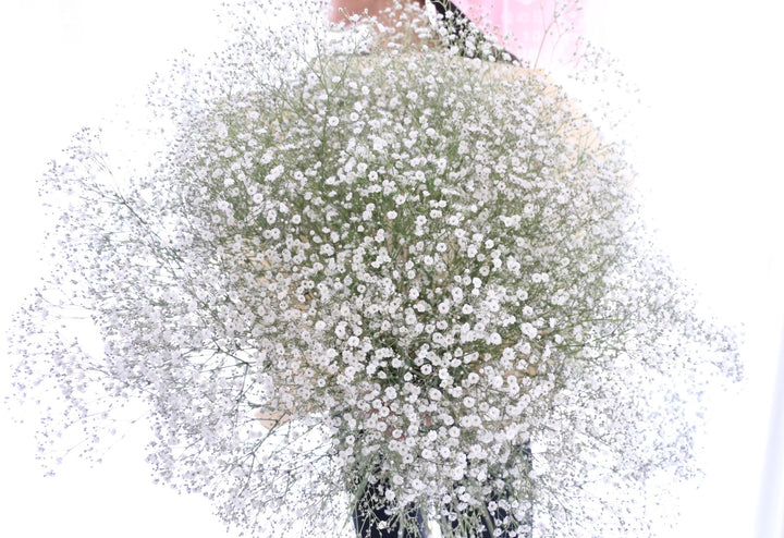 カスミソウの花束（20本）