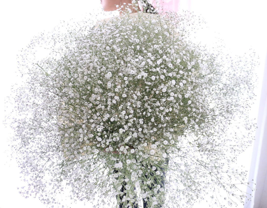 カスミソウの花束（25本）