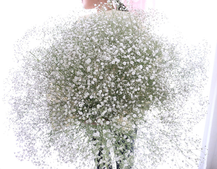 カスミソウの花束（25本）