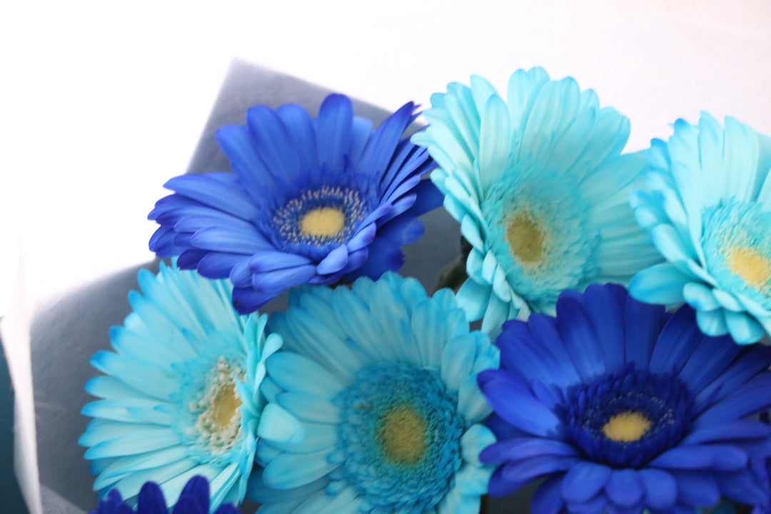 水色・青色のガーベラの花束（10本）