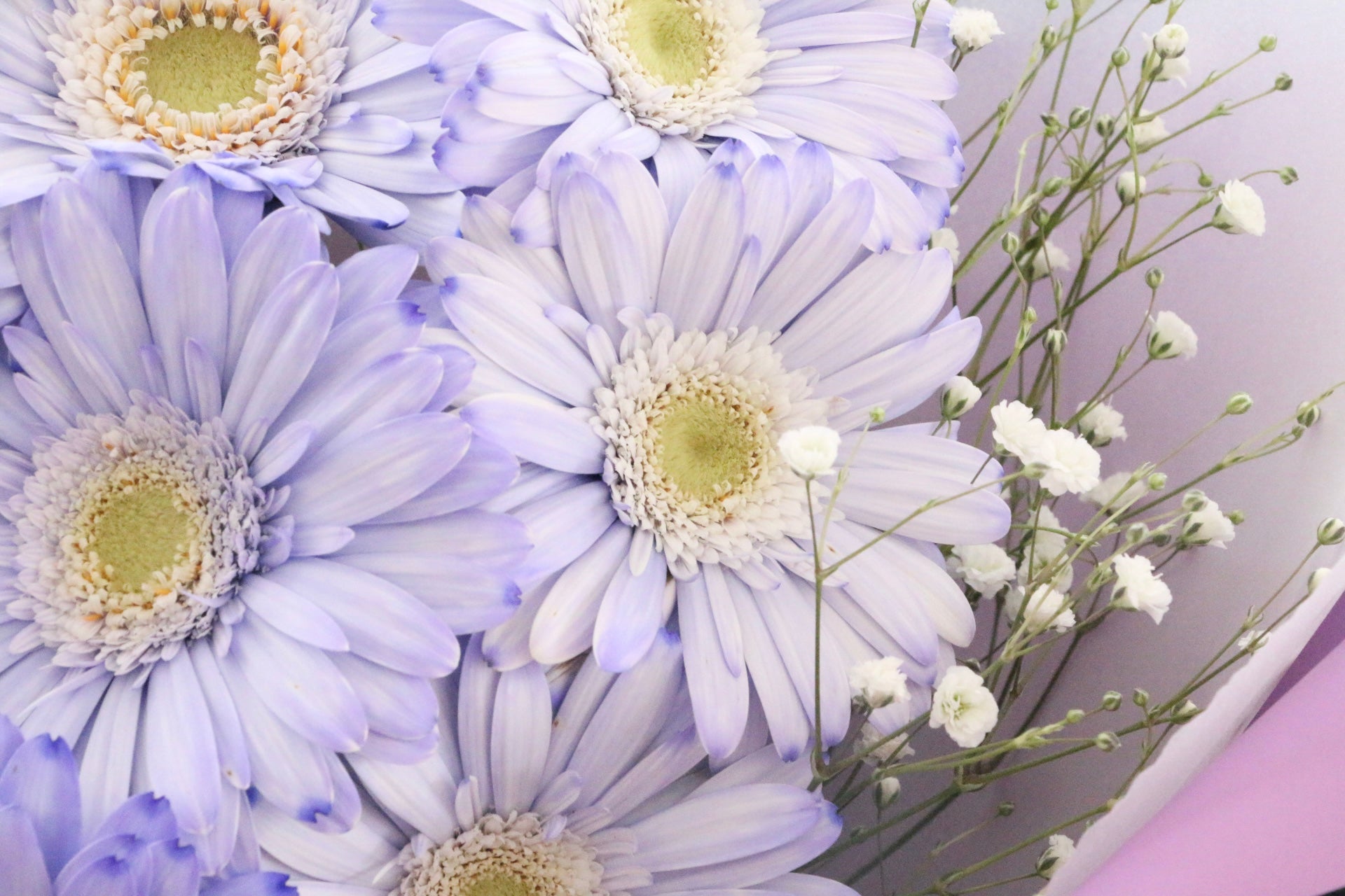 紫色のガーベラ（8本）とカスミソウの花束 – 花・花束の通販サイト