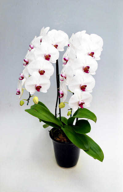 胡蝶蘭 大輪 赤リップ 2本立ち 22～27輪前後