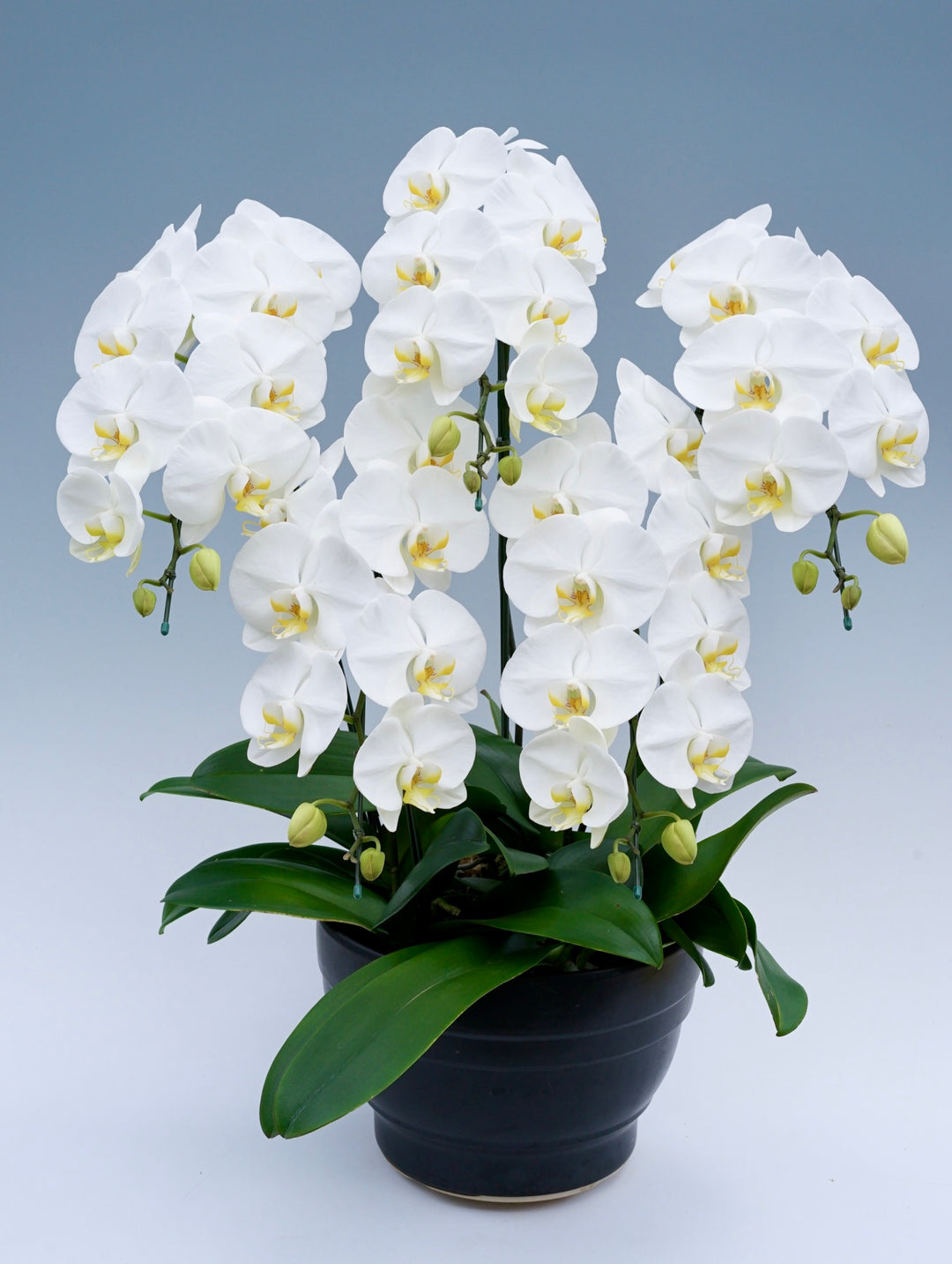 胡蝶蘭 大輪 5本立ち 50～60輪前後 白